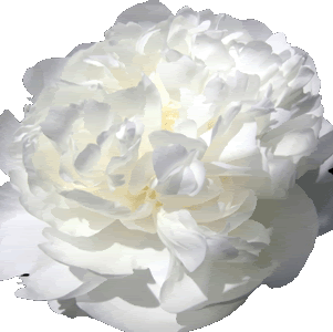 white_peonies_flower_300copy.gif